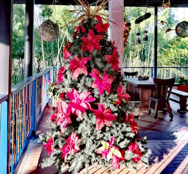 Christmas tree at our hacienda in Salento, Colombia