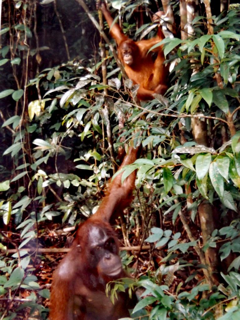 orangutans in trees