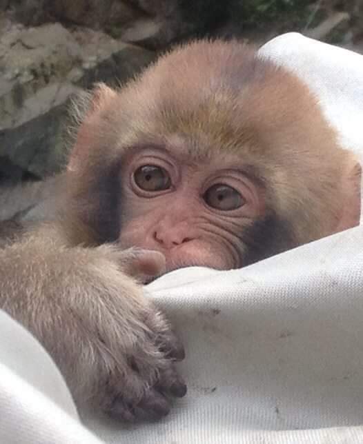 cute monkey in Japan