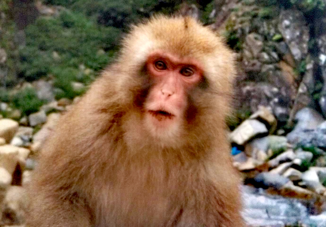 a fuzzy monkey