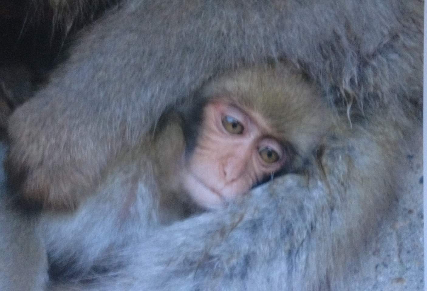 snug monkey