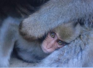 snow monkey in Japan