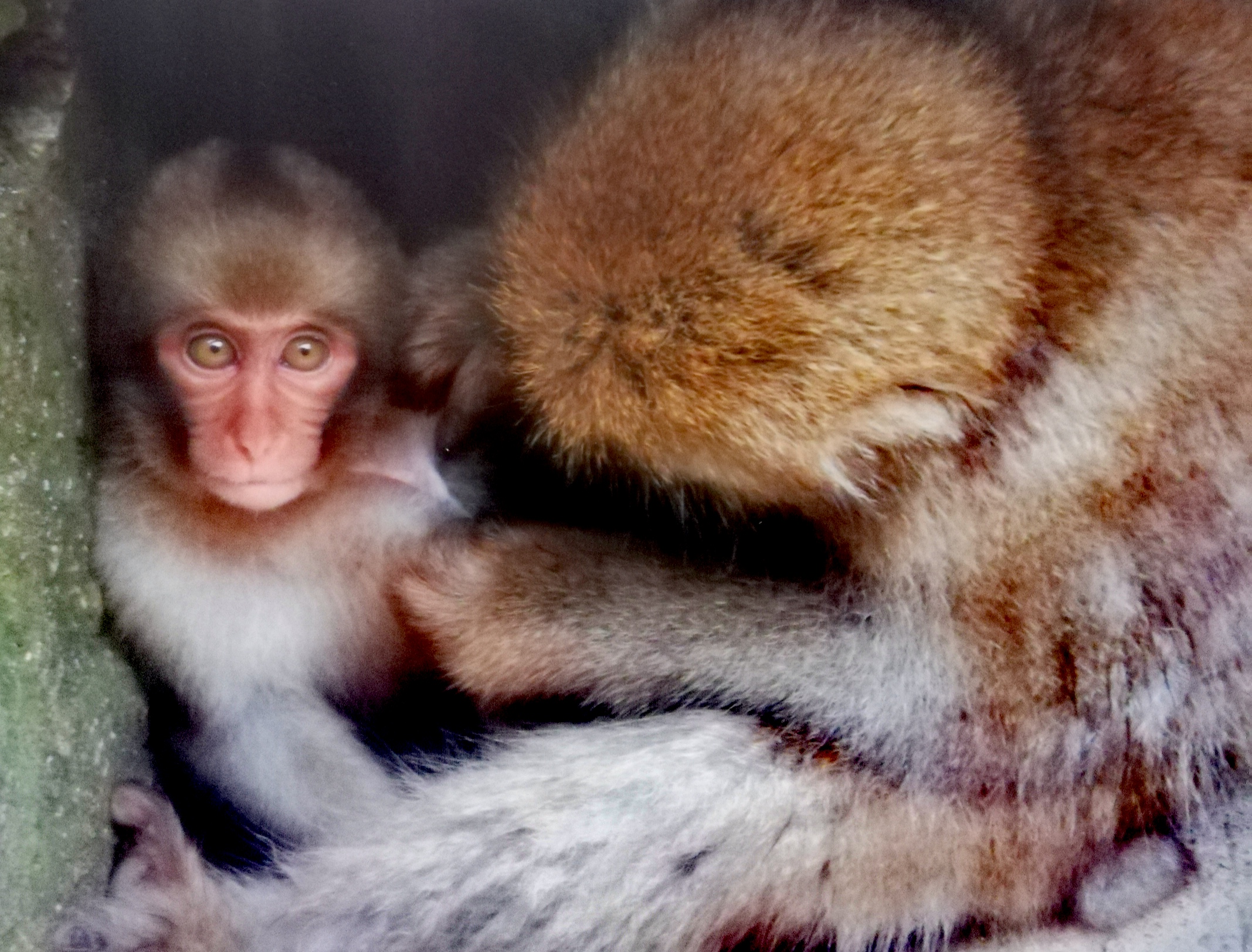 snow monkeys cuddling