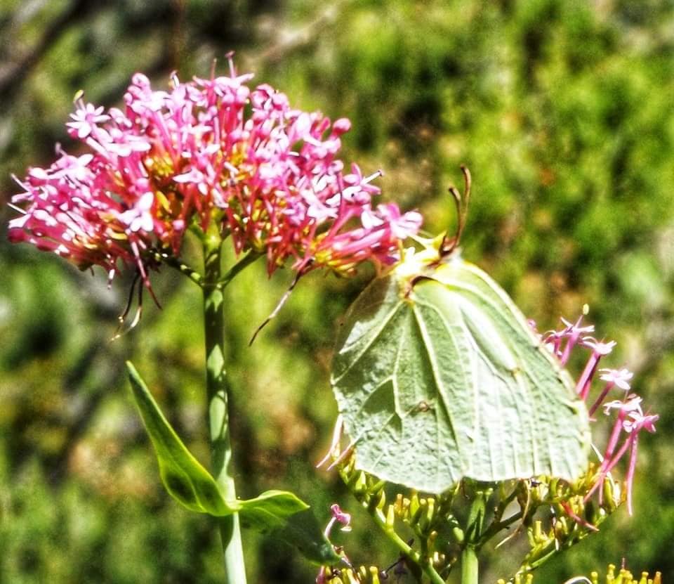 a butterfly enjoying the nectar