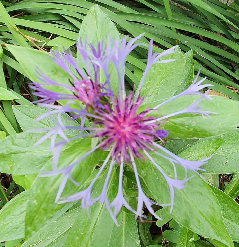 gardens - close-up of flower