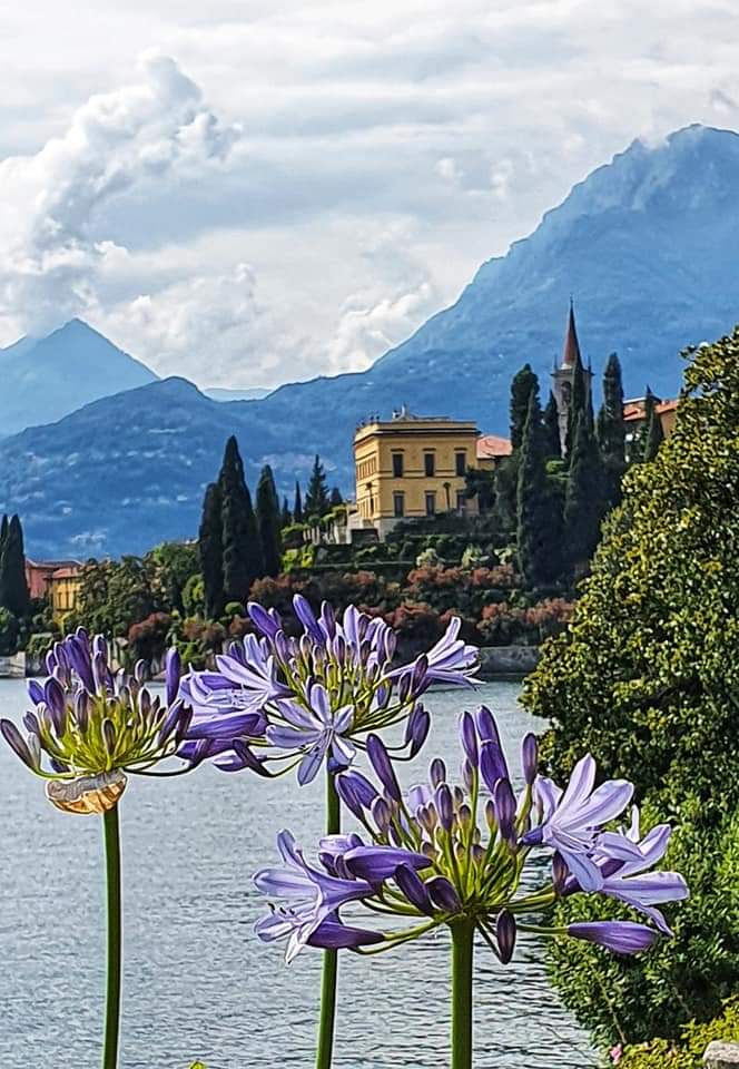 gardens - purple flowers