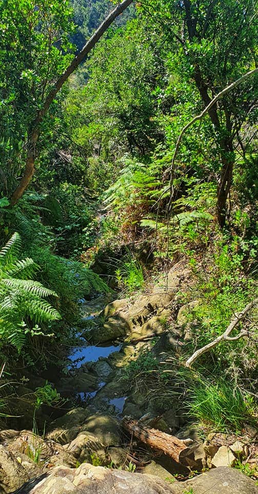 in the forest