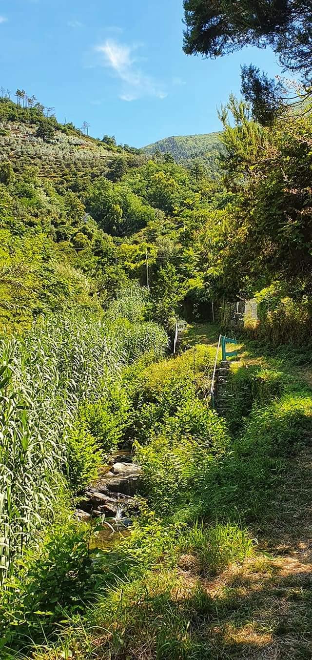 so peaceful on the hike to telegrafo