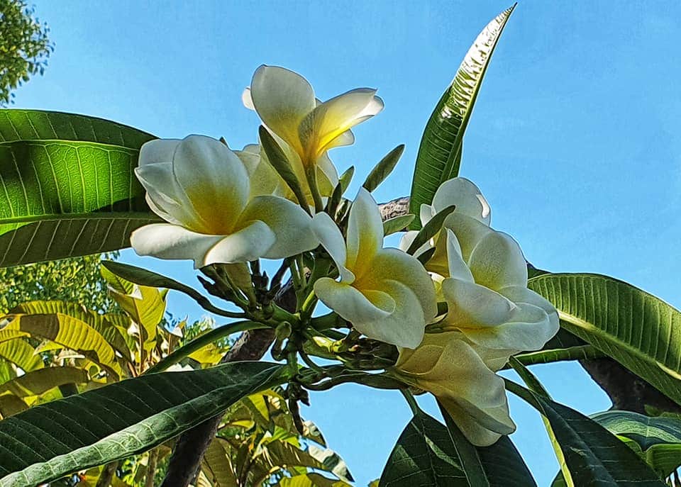 botanical garden