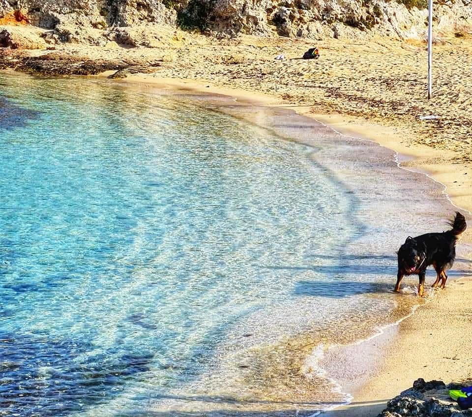 dog on beach in monopoli