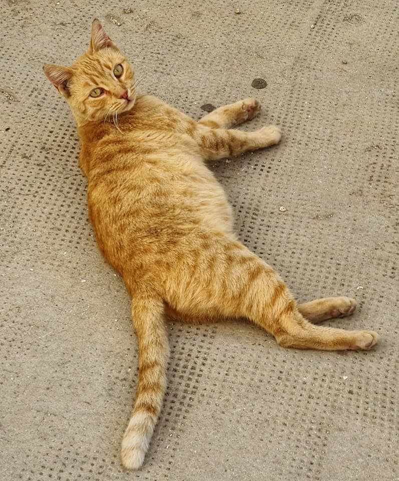 inquisitive cat in monopoli