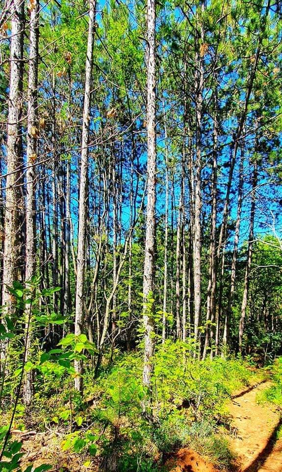 forest walk mount vodno