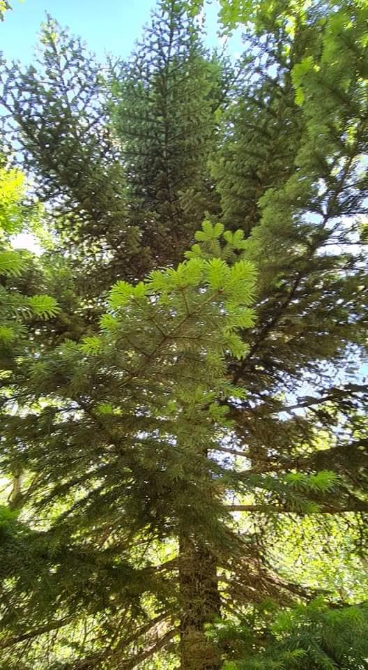 beatiful trees in Svaneti