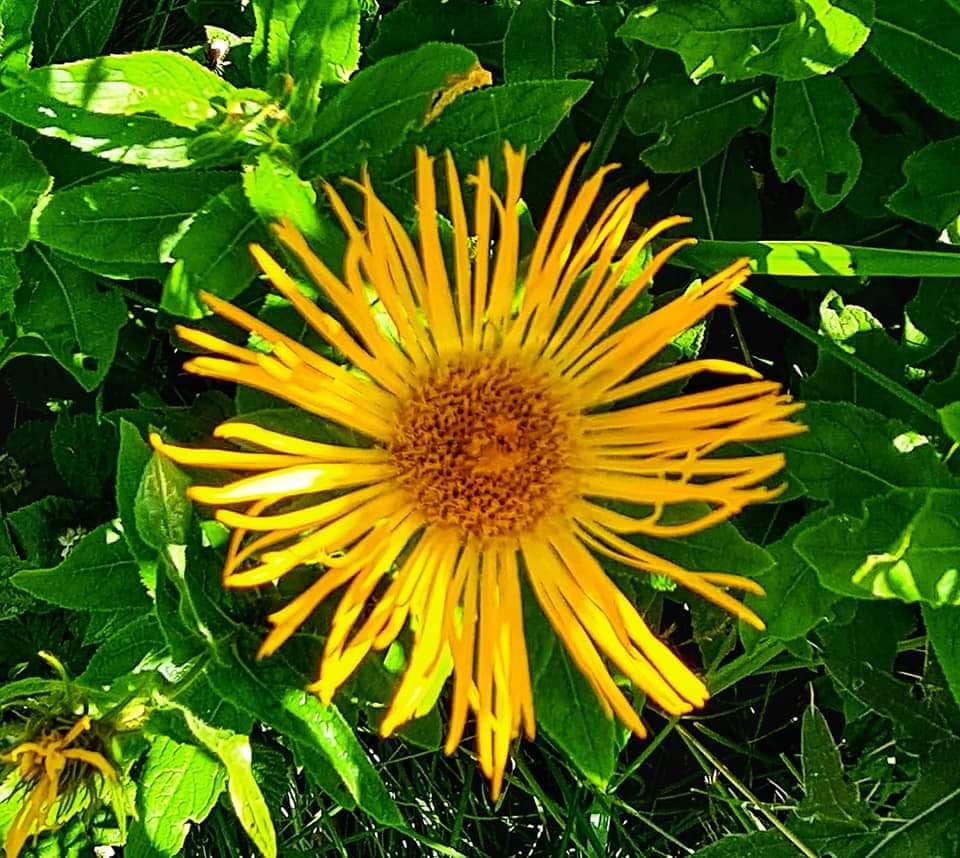 beautiful wild flowers in Svaneti